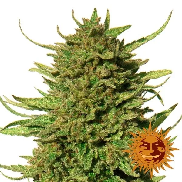 Critical Kush — imagen 2