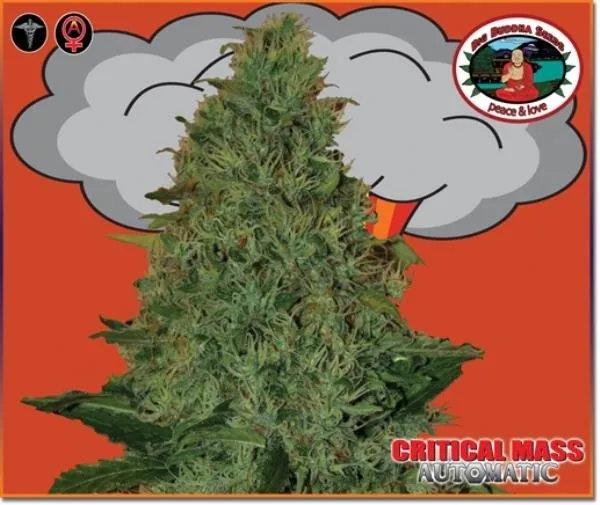 Critical Mass Autoflower — imagen 2