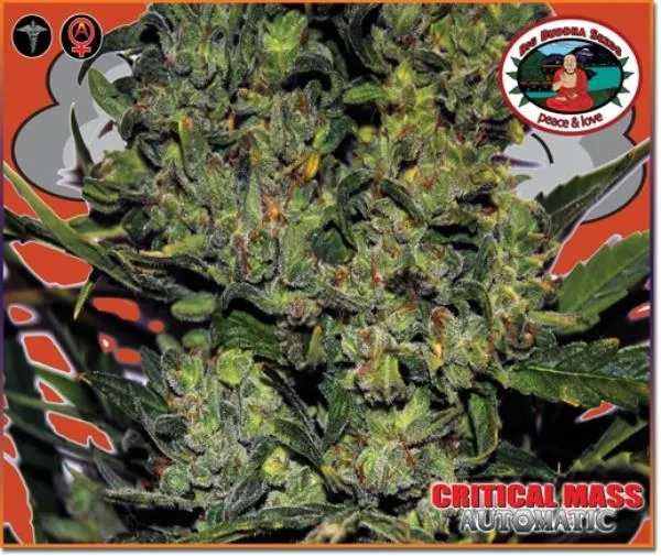 Critical Mass Autoflower — imagen 3