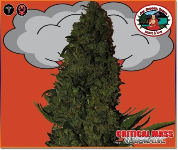 Critical Mass Autoflower — imagen 4