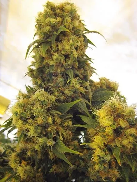Critical Skunk — imagen 2