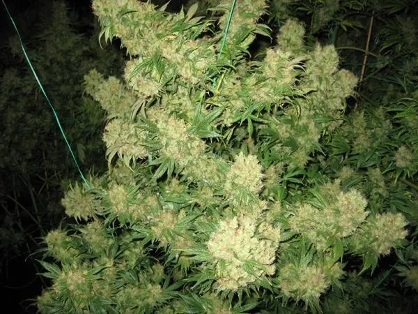Critical Skunk — imagen 3