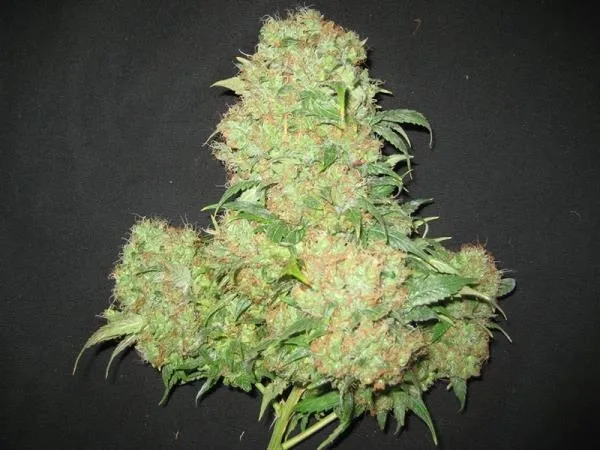 Critical Skunk — imagen 4