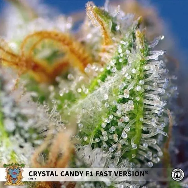 Crystal Candy F1 Fast Version — imagen 2