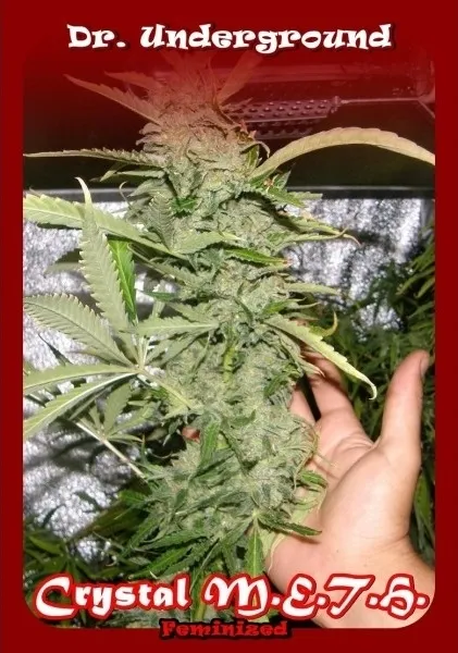 Crystal M.E.T.H. — imagen 2