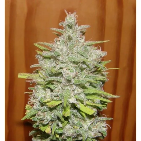 Crystal M.E.T.H. — imagen 3