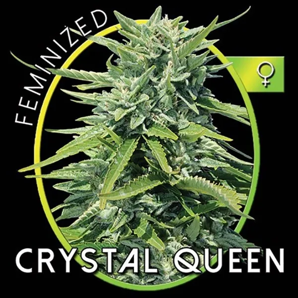 Crystal Queen — imagen 2