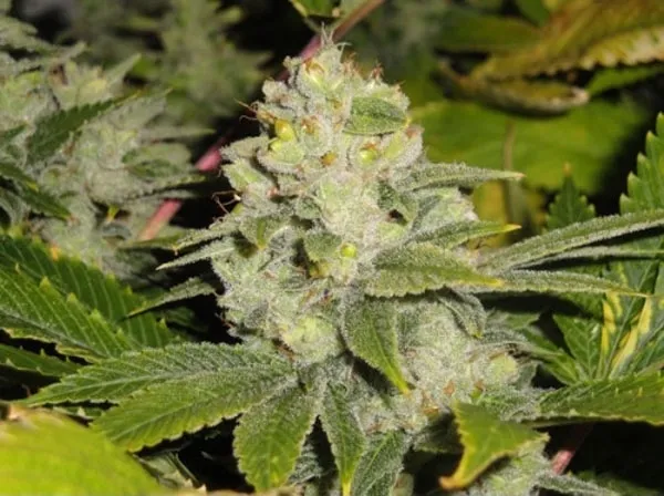 Deadhead OG — imagen 2