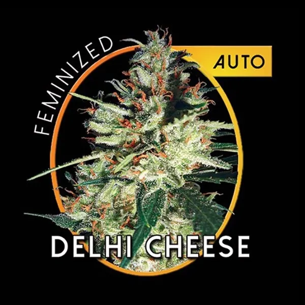 Delhi Cheese Autoflowering — imagen 2