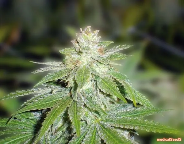 Devil Fruit — imagen 2