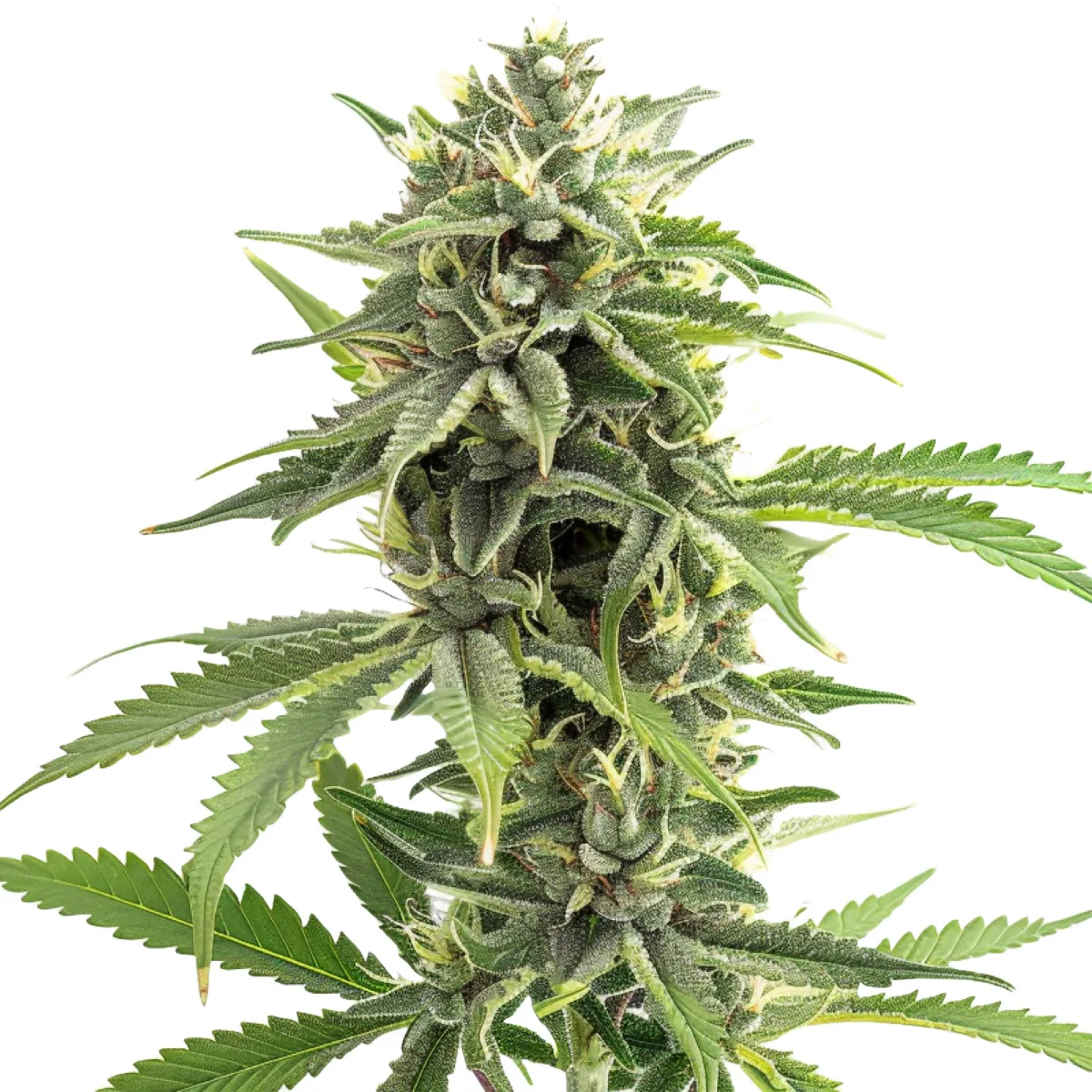 Durban Poison Auto — imagen 2