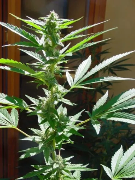 Early Queen — imagen 3