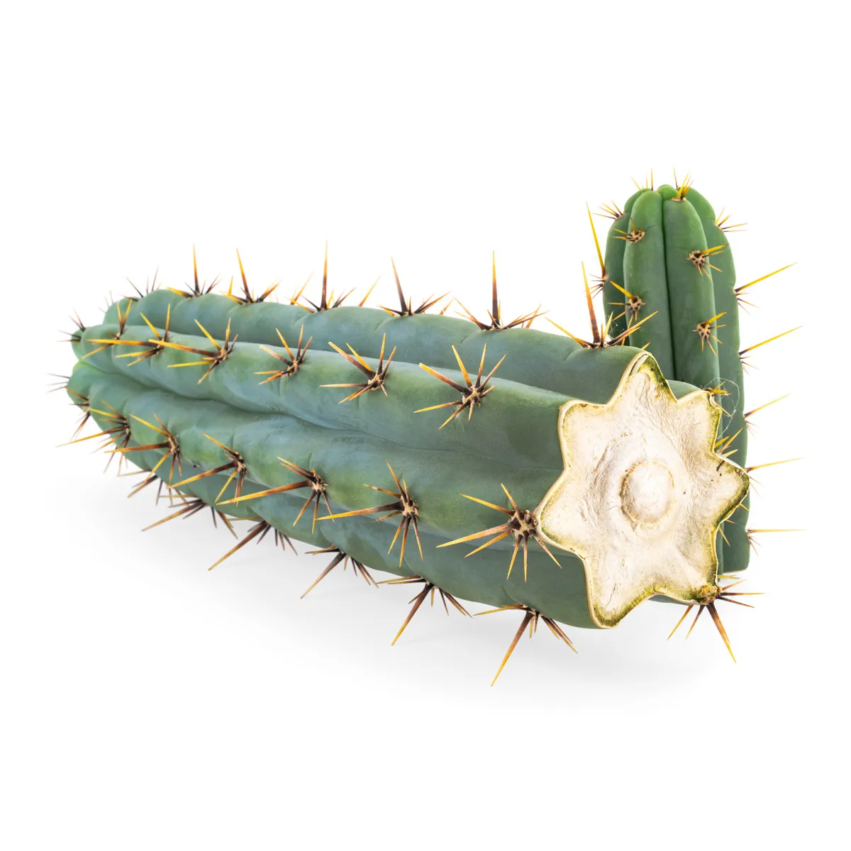 Echinopsis Cuzcoensis — imagen 2