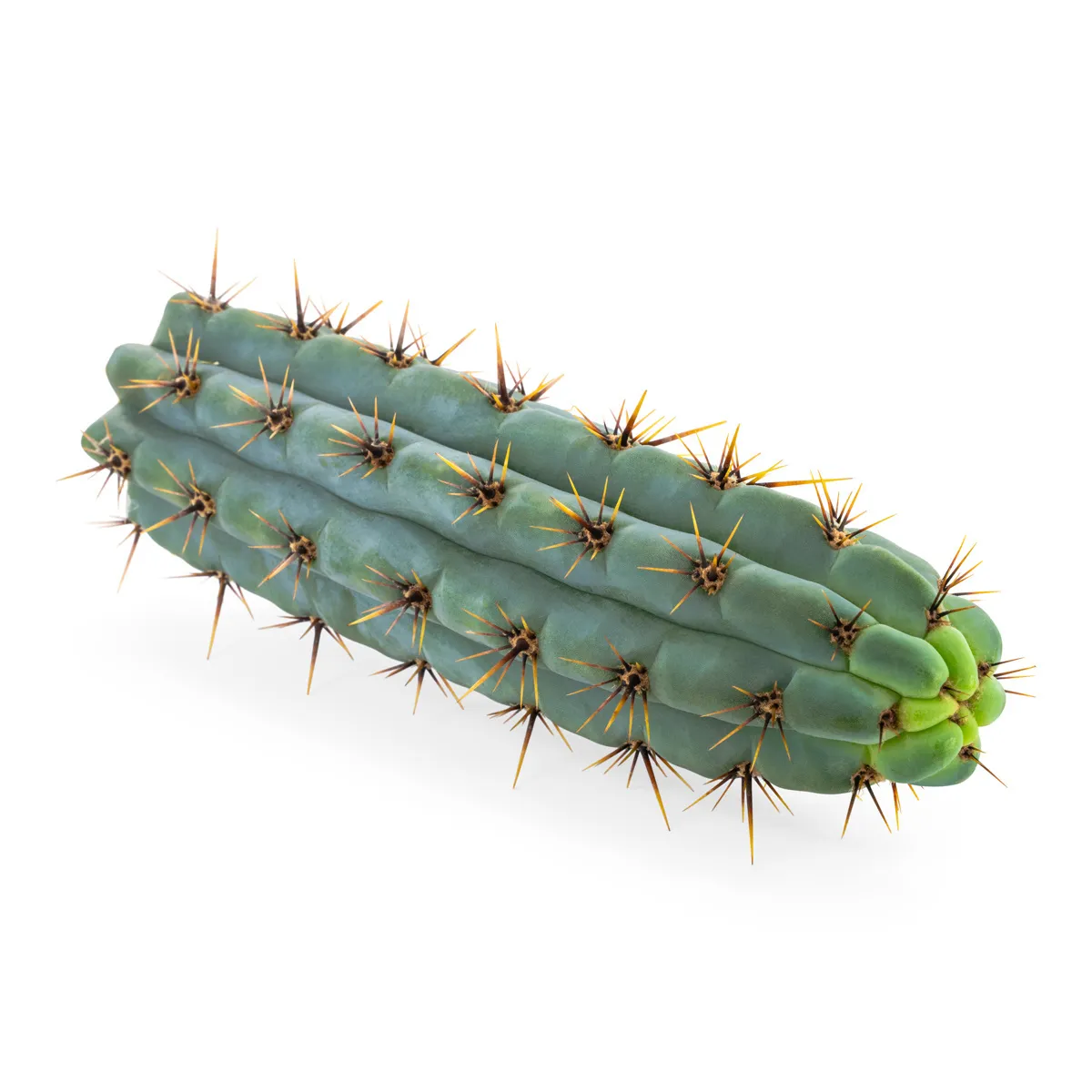 Echinopsis Cuzcoensis — imagen 3