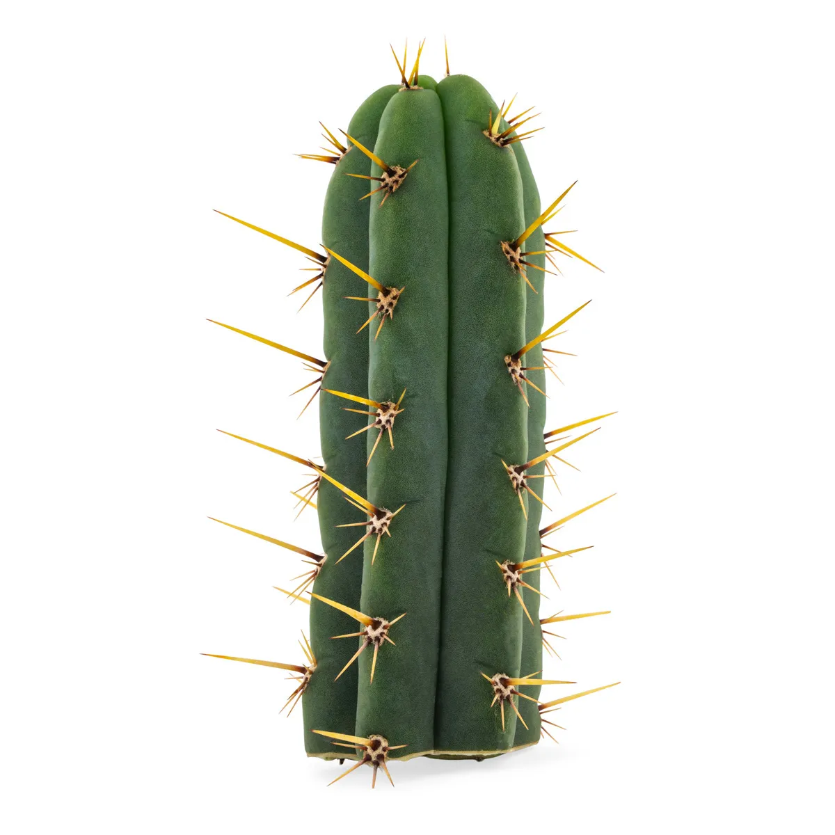 Echinopsis Cuzcoensis — imagen 4