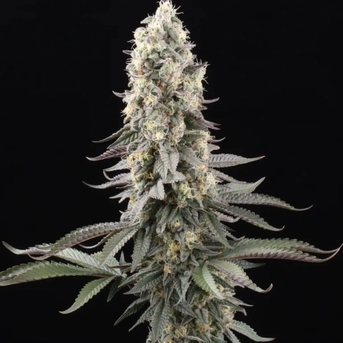 El Dorado OG — imagen 2