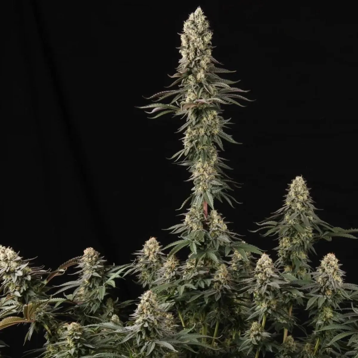 El Dorado OG — imagen 3