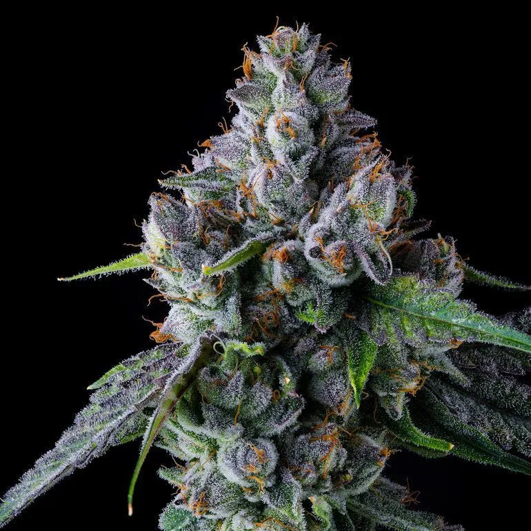 El Valle Haze — imagen 2