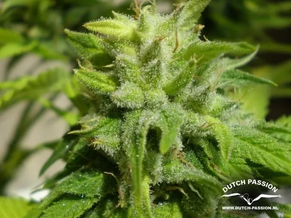 Euforia — imagen 2