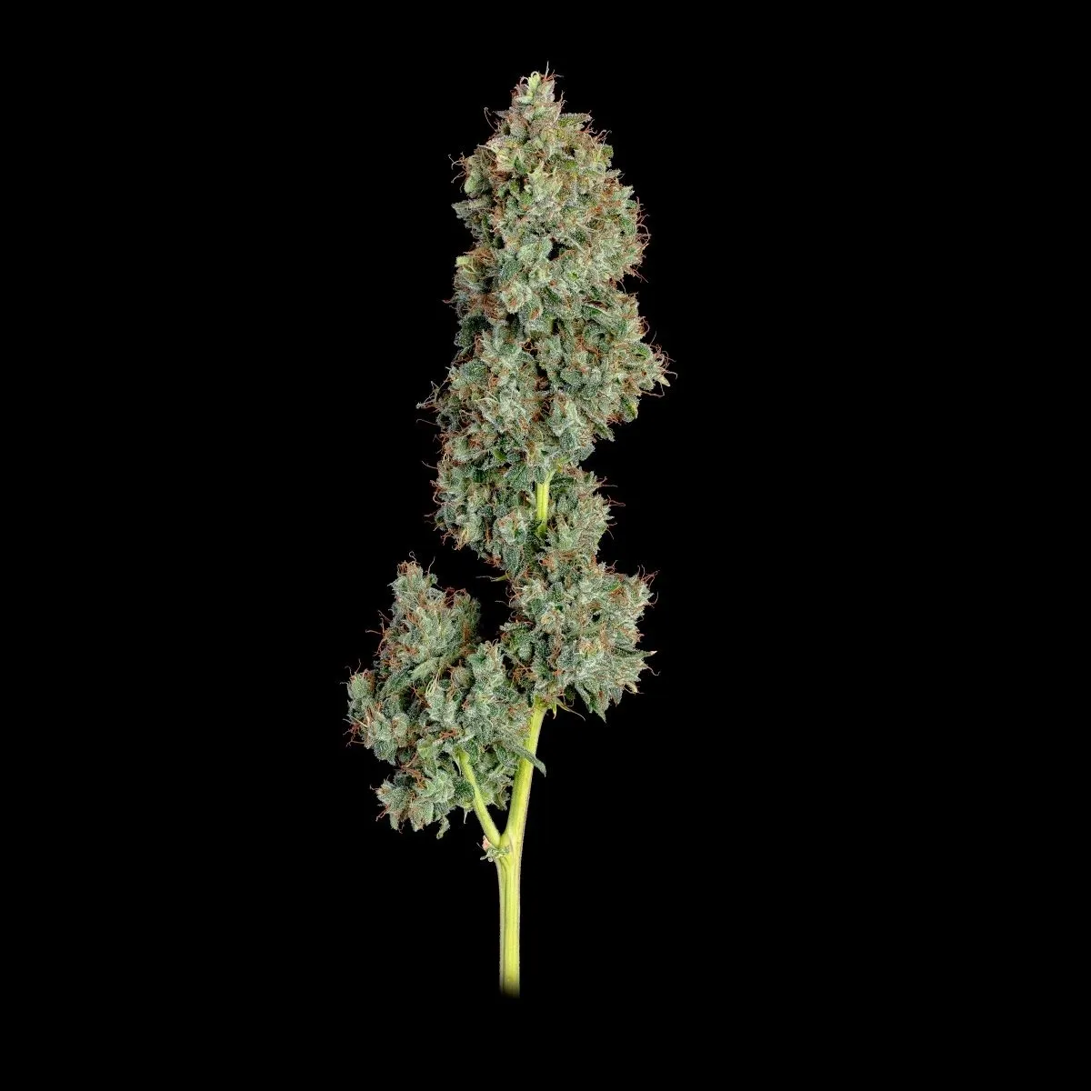 Everglades OG — imagen 2