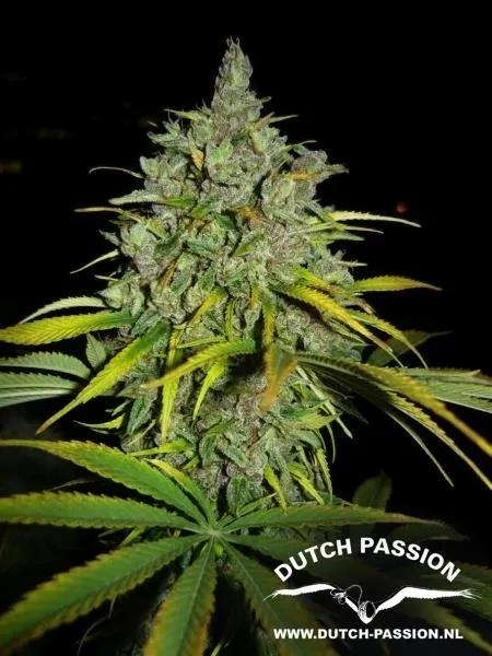 Frisian Dew — imagen 2