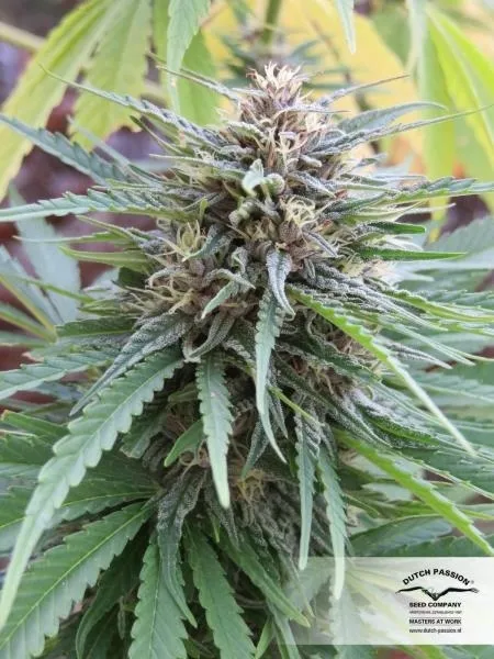 Frisian Dew — imagen 3