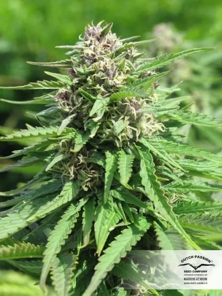 Frisian Dew — imagen 4