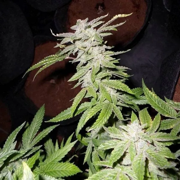 Fromage Blue — imagen 2