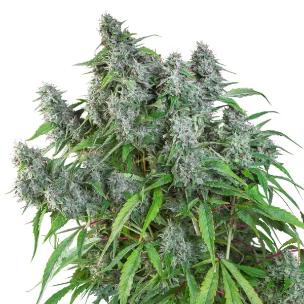Frosty Friday — imagen 2