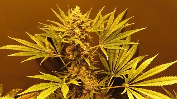 G13 Haze — imagen 2