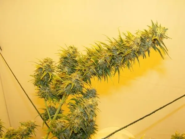 G13 Haze — imagen 3