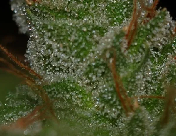 G13 x Skunk — imagen 2