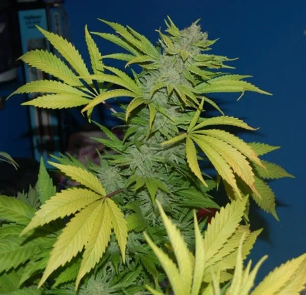 G13 x Skunk — imagen 3