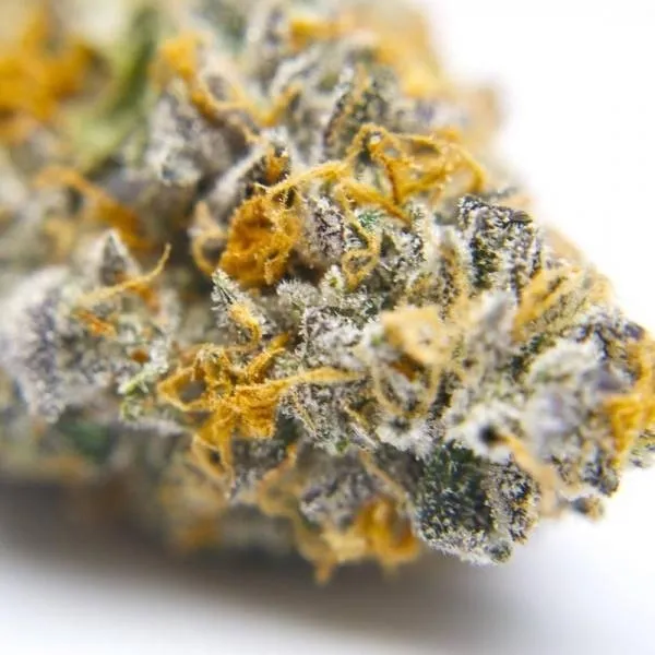 Gelato 41 — imagen 2