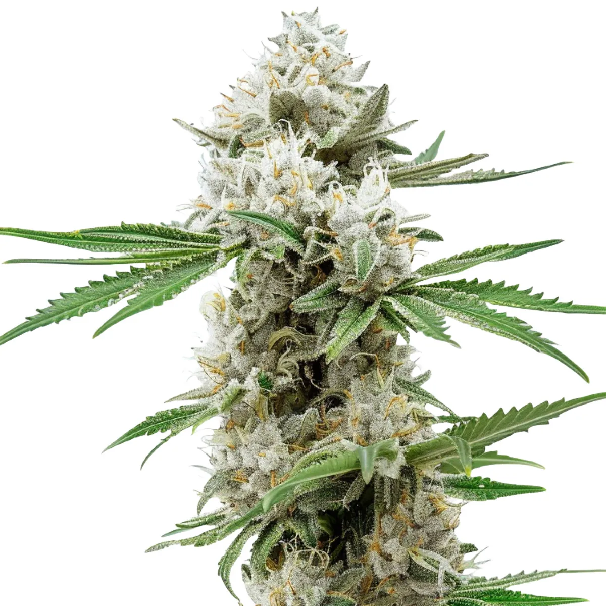 GG4 — imagen 2