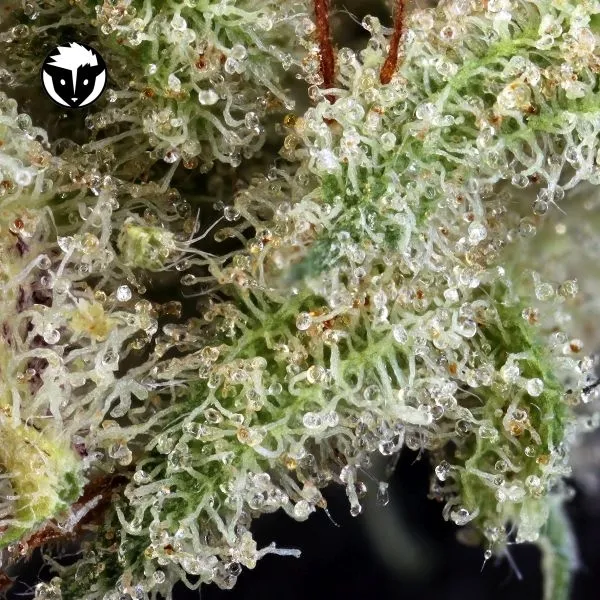 Ghost Train Haze 1 — imagen 2