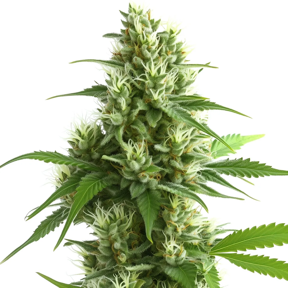Ghost Train Haze — imagen 2