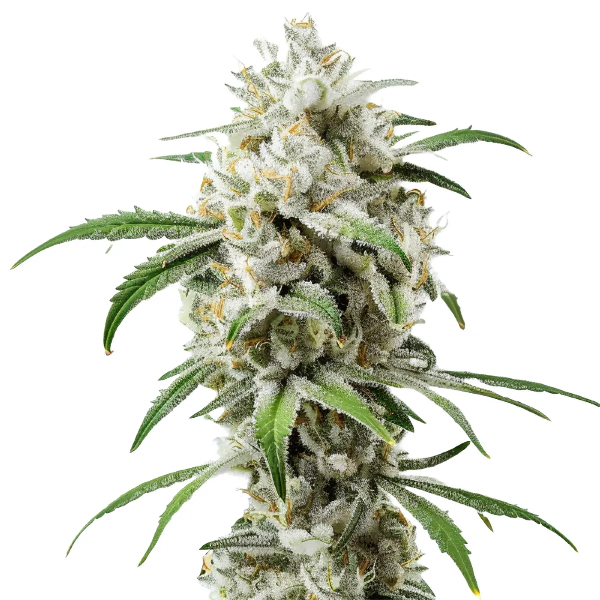 Girl Scout Cookies Auto — imagen 2
