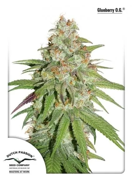 Glueberry OG — imagen 2