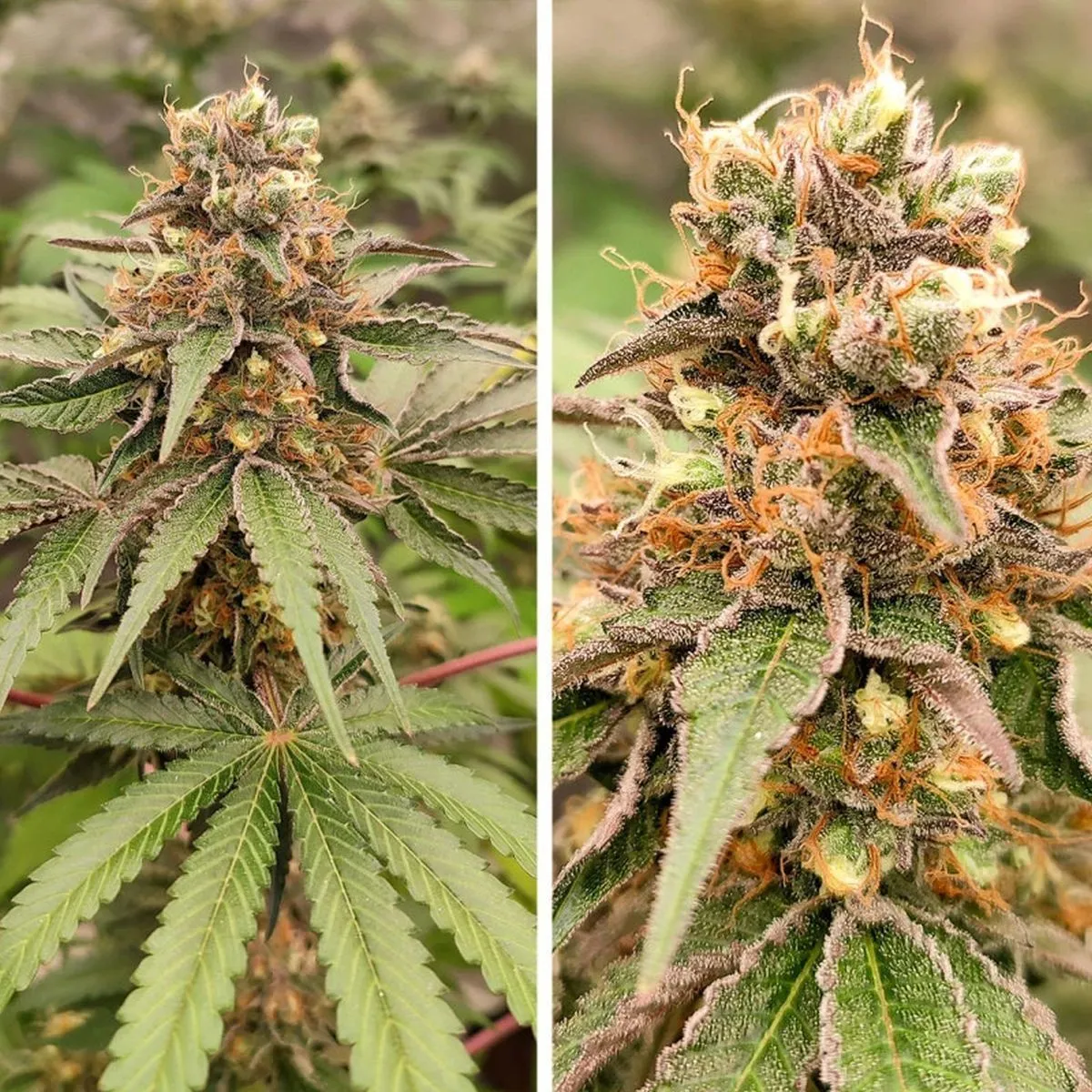 GMO Fast — imagen 2