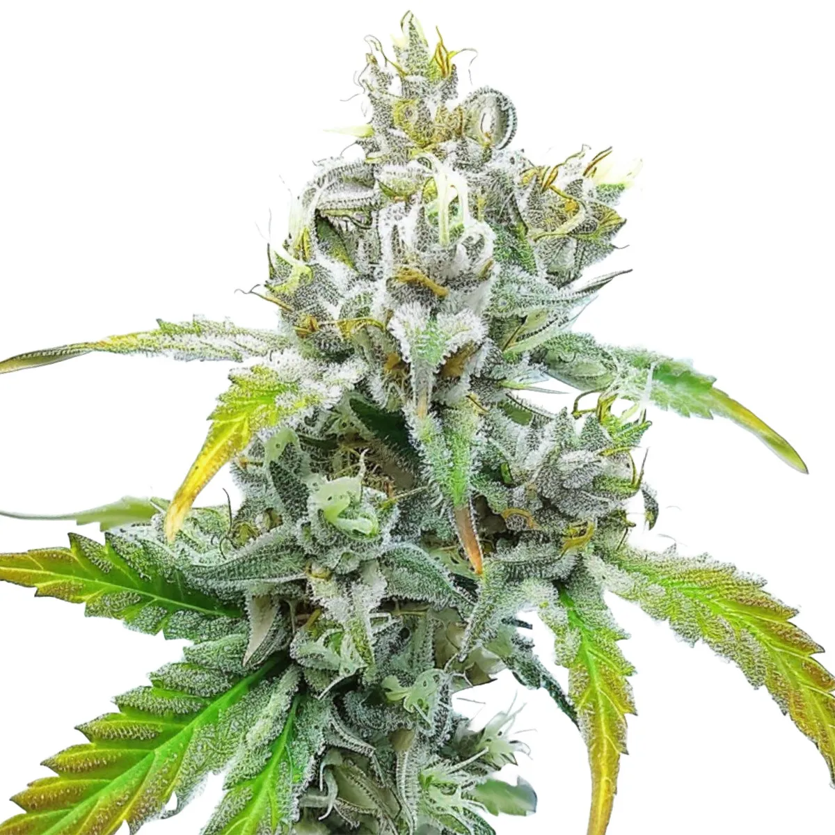 Godfather OG Auto — imagen 2
