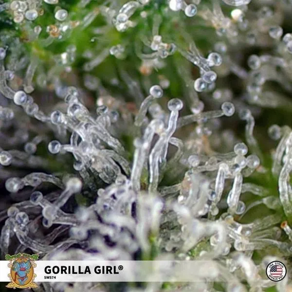 Gorilla Girl — imagen 3