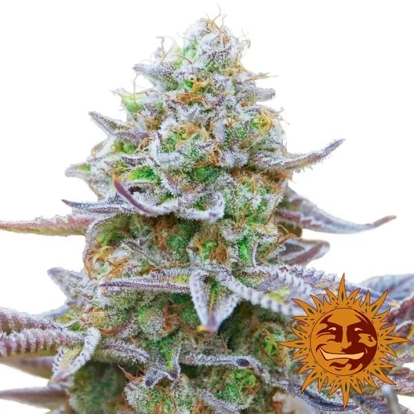 Gorilla Zkittlez — imagen 2