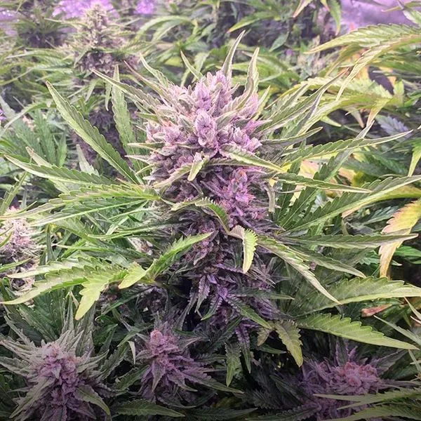 Gorilla Zkittlez Auto — imagen 2