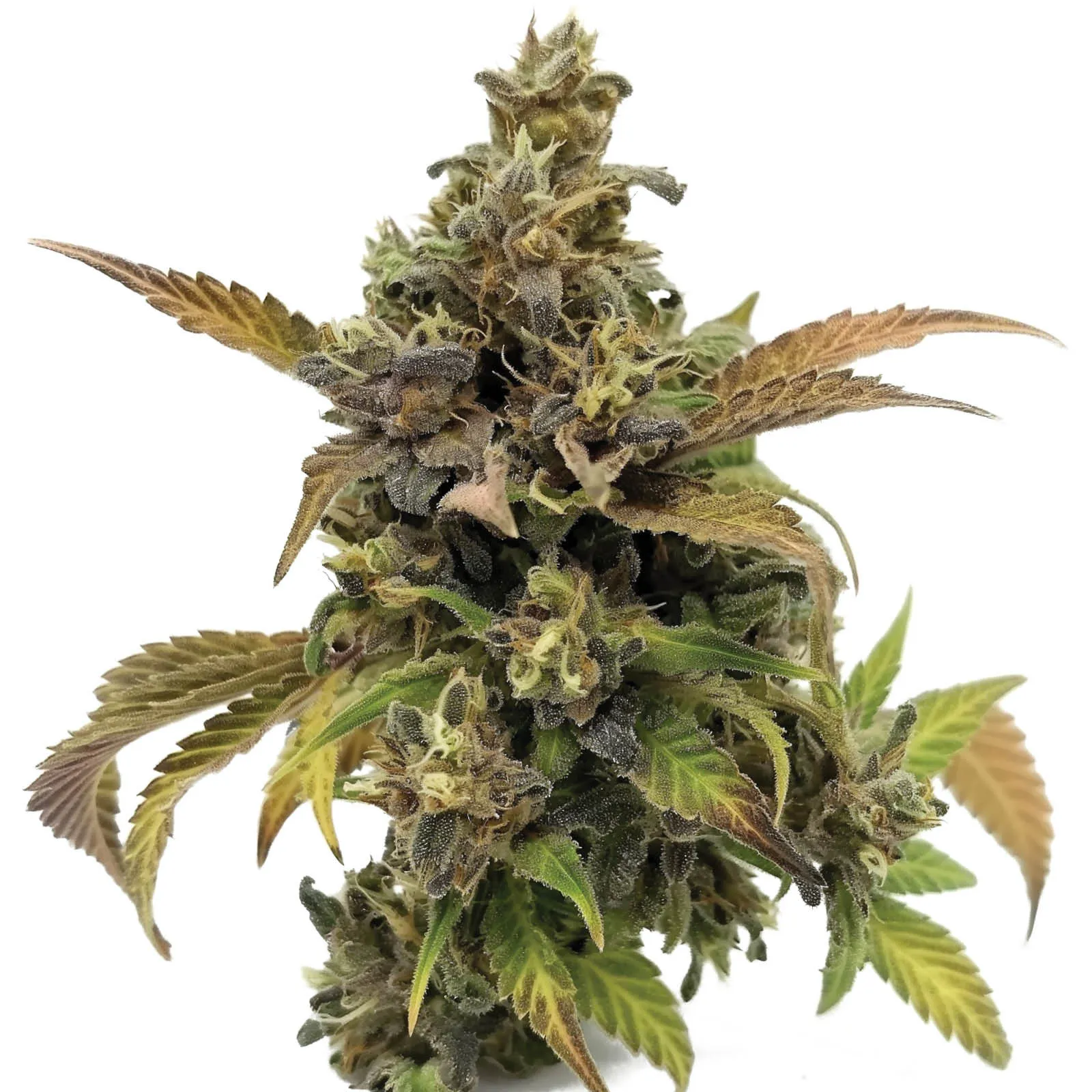 Grapey McGrim F1 — imagen 2