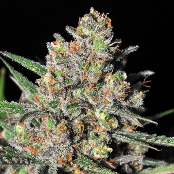 Green Love Potion — imagen 2
