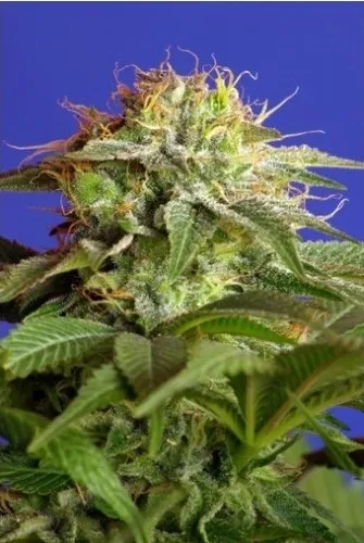 Green Poison — imagen 2