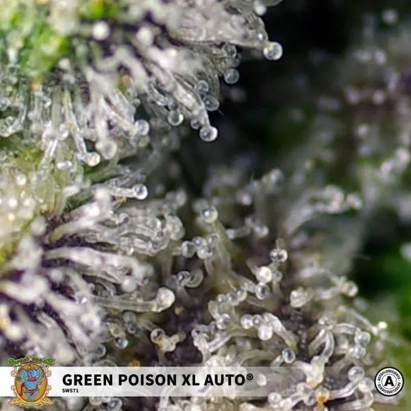Green Poison XL Auto — imagen 2