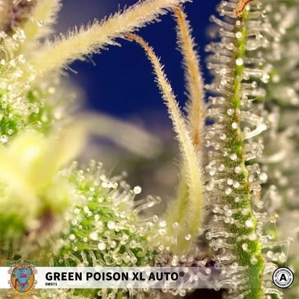 Green Poison XL Auto — imagen 3
