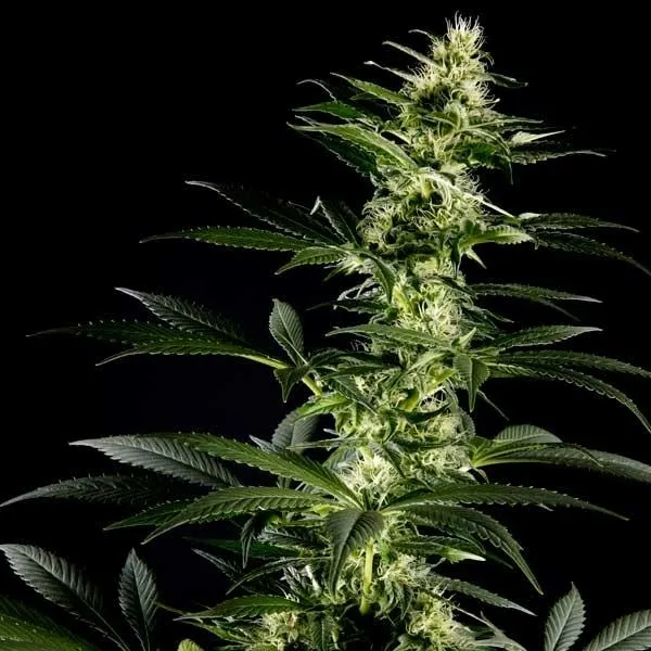 Himalaya Gold — imagen 2